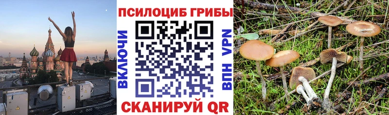 дарк нет состав что такое Михайловск Галлюциногенные грибы Cubensis